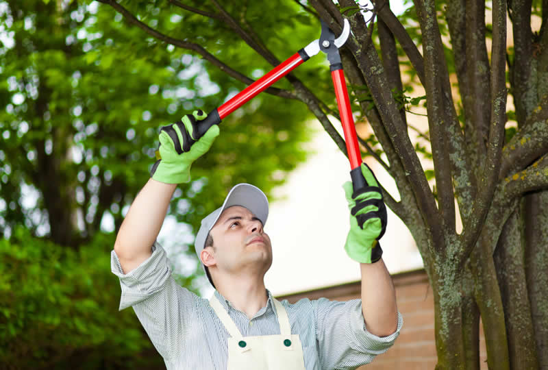 Should You Use Tree Trimming in Michigan?