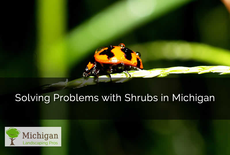 Michigan Shrub Problems