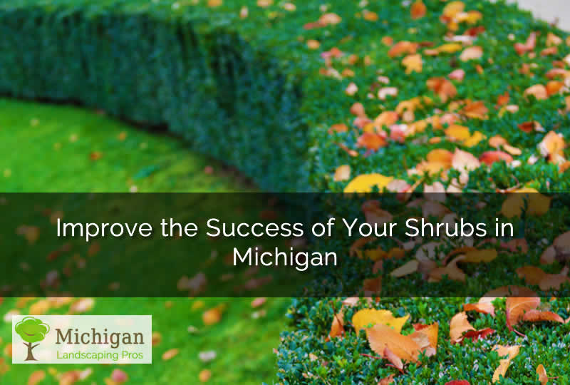 Michigan Shrubs