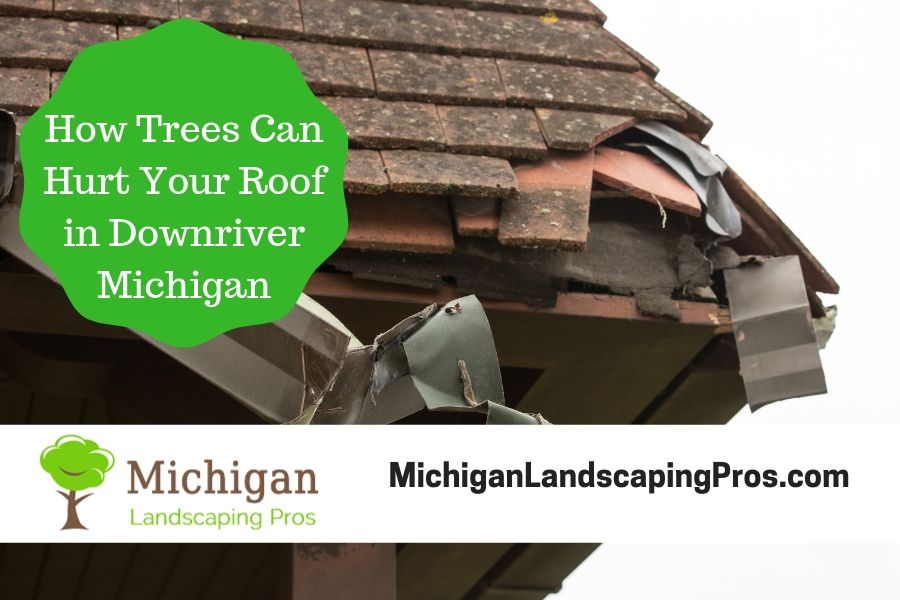 How Trees Can Hurt Your Roof in Downriver Michigan